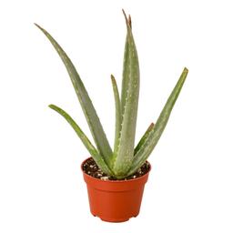 thumbnails