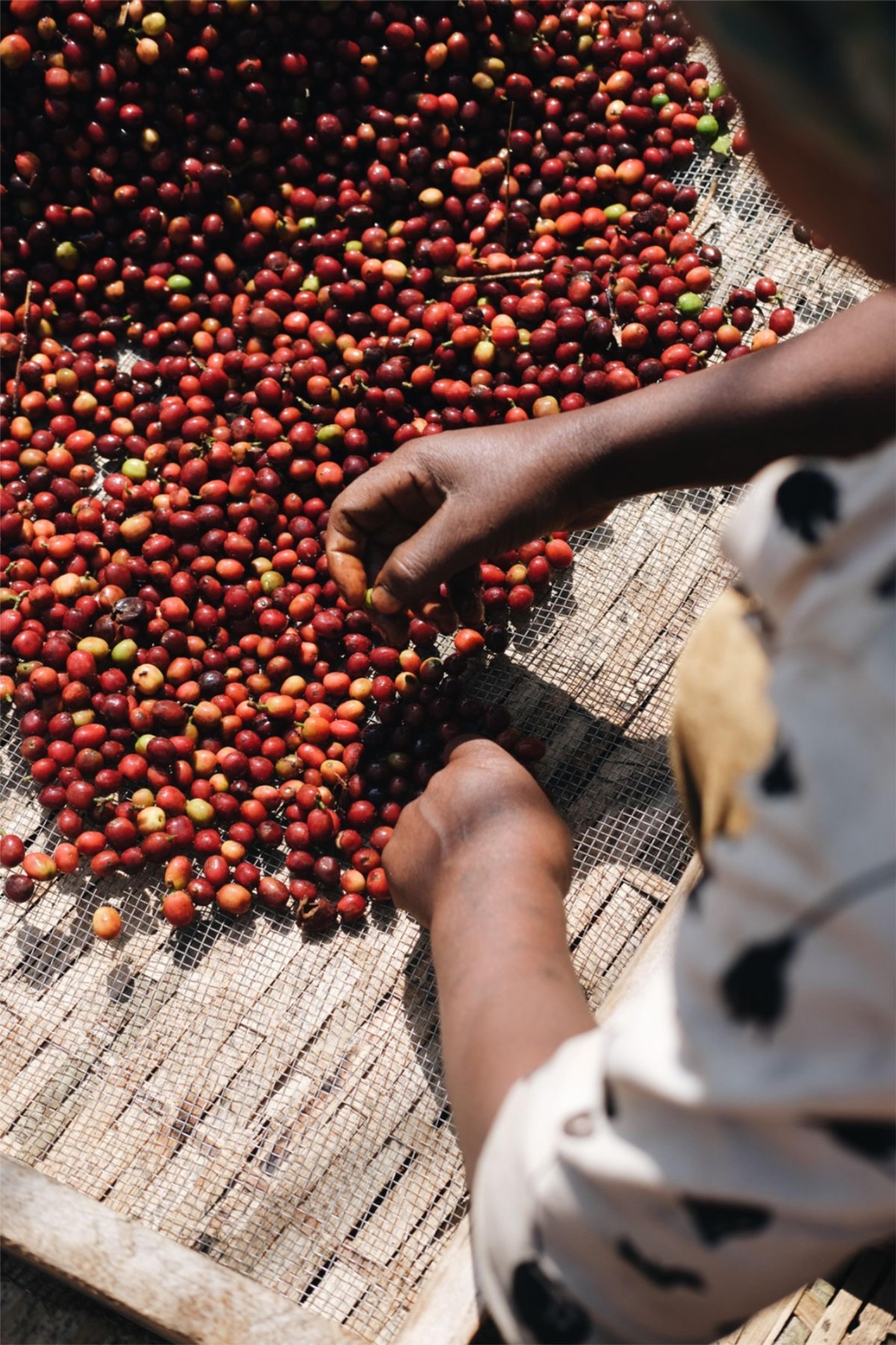 Colnativa portfolio1